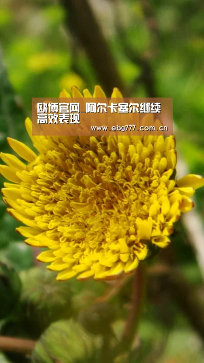 欧博官方平台